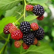 Blackberry bush and blackberries, delicious small summer fruits