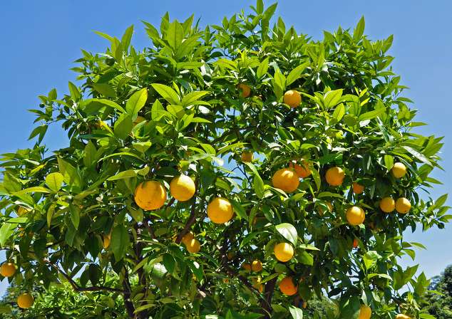 7 règles d'or pour réussir son citronnier ou son oranger dans son jardin -  Femmes d'Aujourd'hui