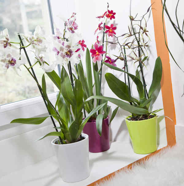 orchidee cambria