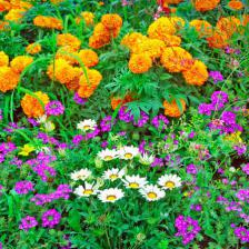 plantes tendance