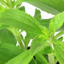 stevia