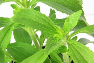 stevia