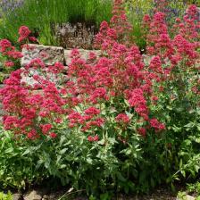 Centranthus ruber - lilas Espagne