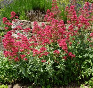 Centranthus ruber - lilas d'Espagne