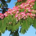 albizia