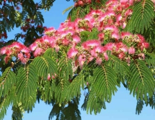 albizia plantation