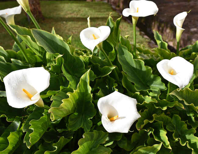 Arum : plantation, floraison et conseils d'entretien