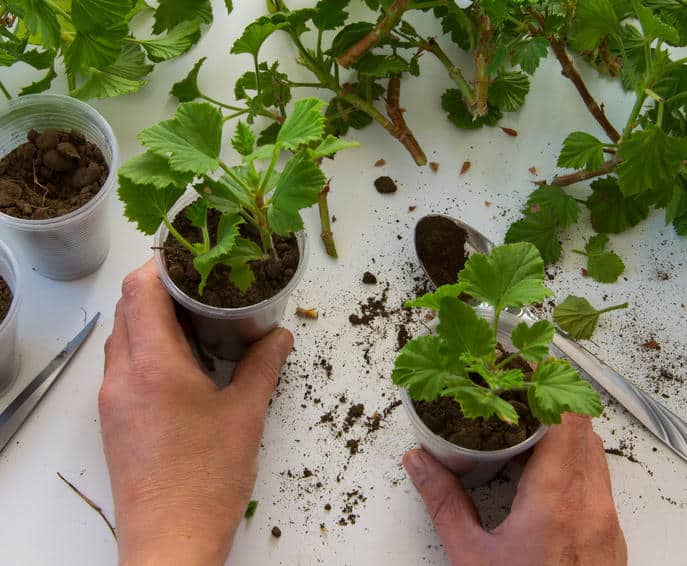 Le bouturage : comment ça marche ? - Conservatoire National des Plantes