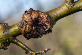 branche necrosée avec boursouflure chancre