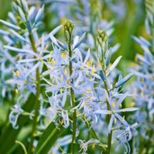 camassia