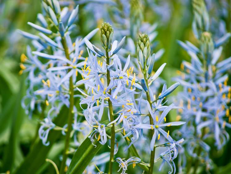 Fleurs à bulbes - Jardiner Malin : jardinage et recettes de saison