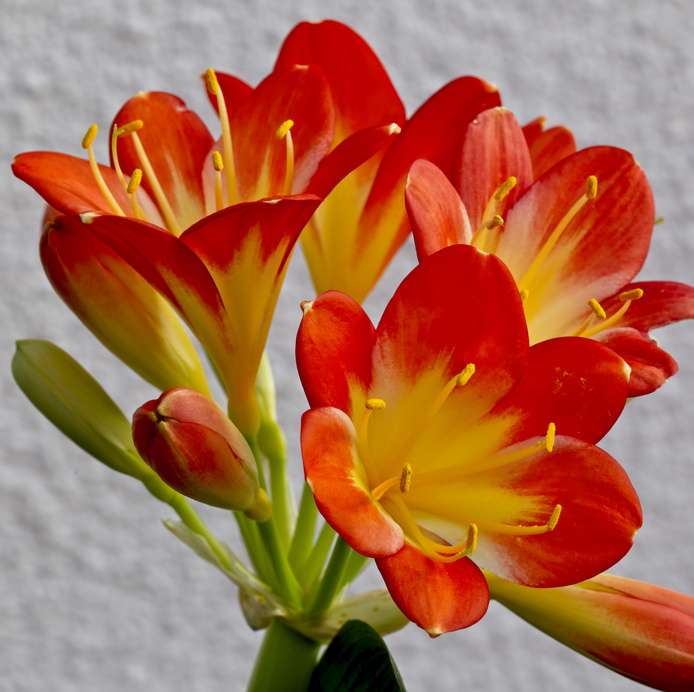 clivia