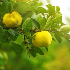 Quince tree, where the quince comes from