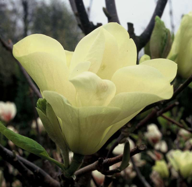 couleurs du magnolia