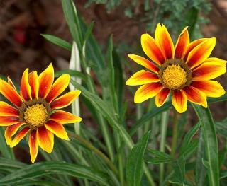 gazania fleur