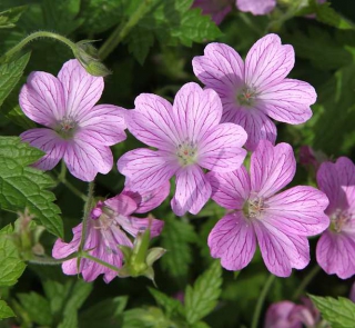 geranium vivace plantation