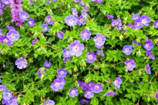 geranium vivace