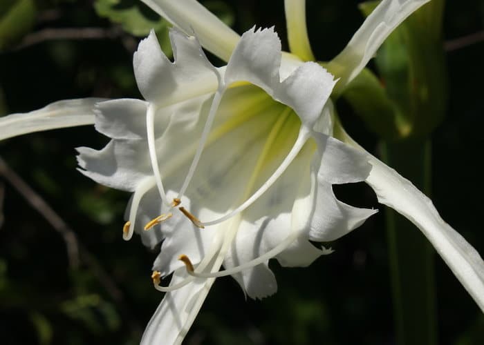 ismene Hymenocallis