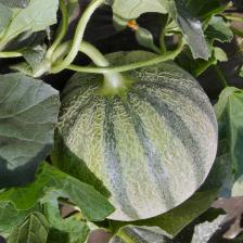 Growing melon, what you need to know