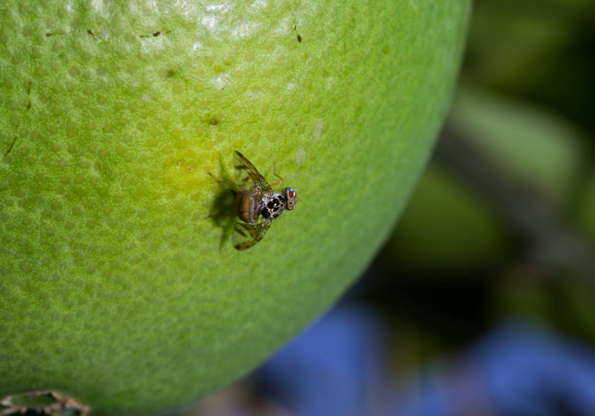 Lutte contre les mouches de deuil - Attrape-mouches des fruits