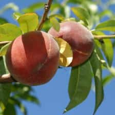 peche nectarine
