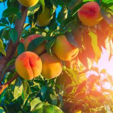 Peach tree, growing delicious peaches