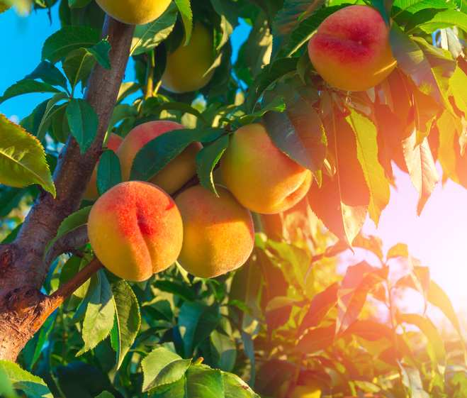 pixzee peach tree