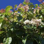 photinia