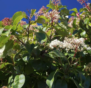 photinia plantation