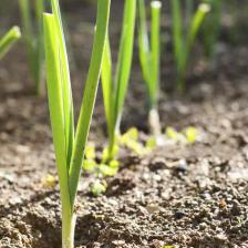 Leek, an easy vegetable: sowing, care, diseases, pests