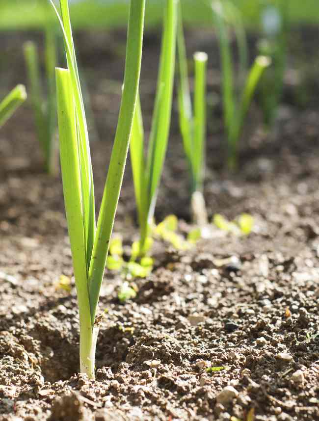 Jardinage : comment planter des poireaux au potager ?