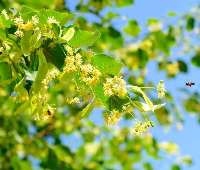 Les incroyables fleurs vertueuses du tilleul