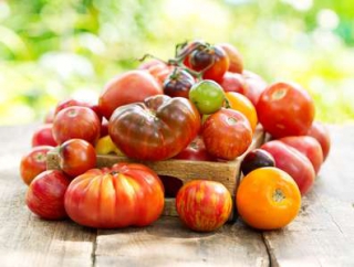 tomate récolte