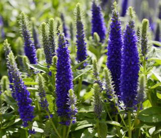 veronica veronique spicata