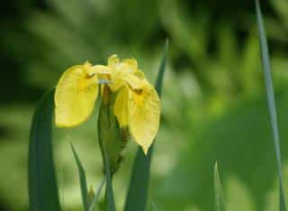 Iris d'eau jaune
