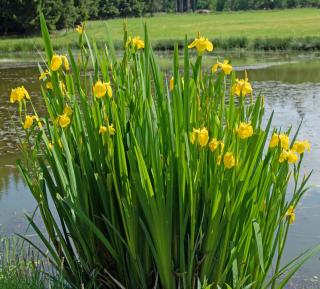 Iris des marais - Iris Pseudacorus