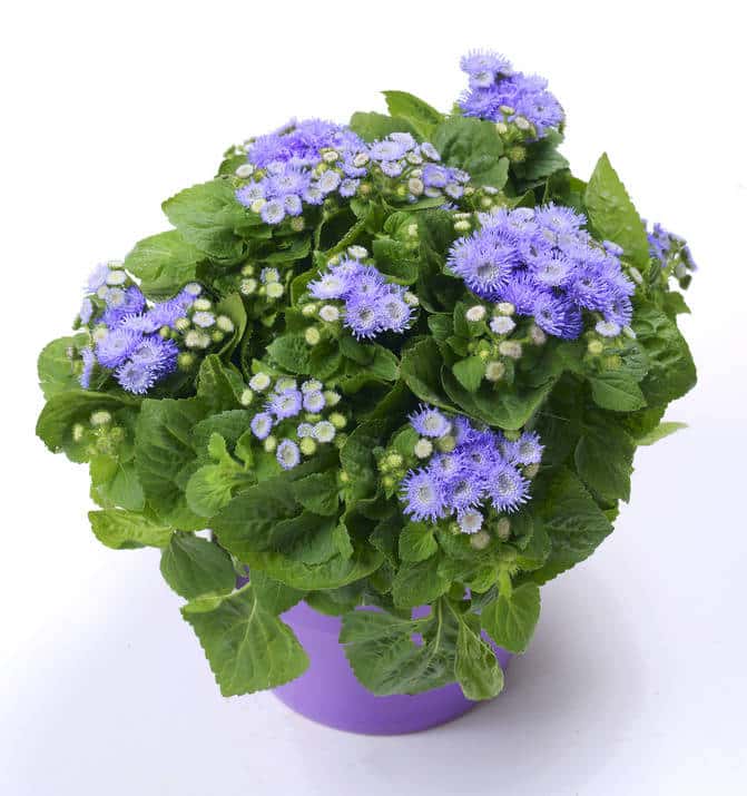 ageratum