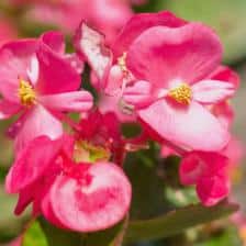 begonia