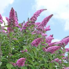 buddleja en fleur