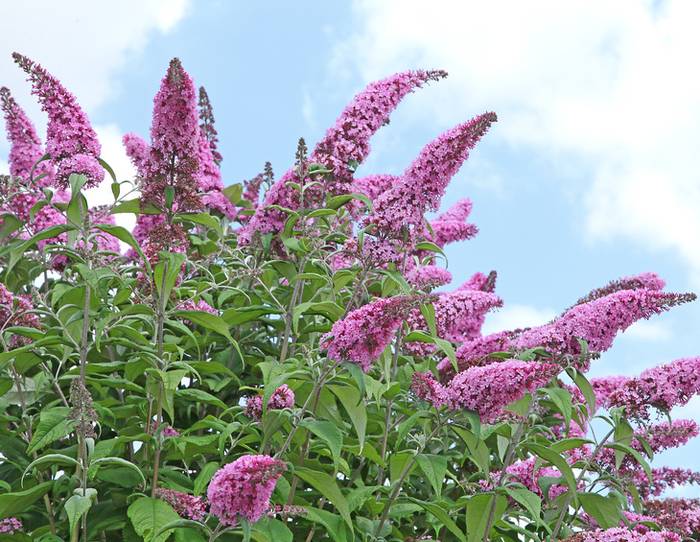 buddleja en fleur