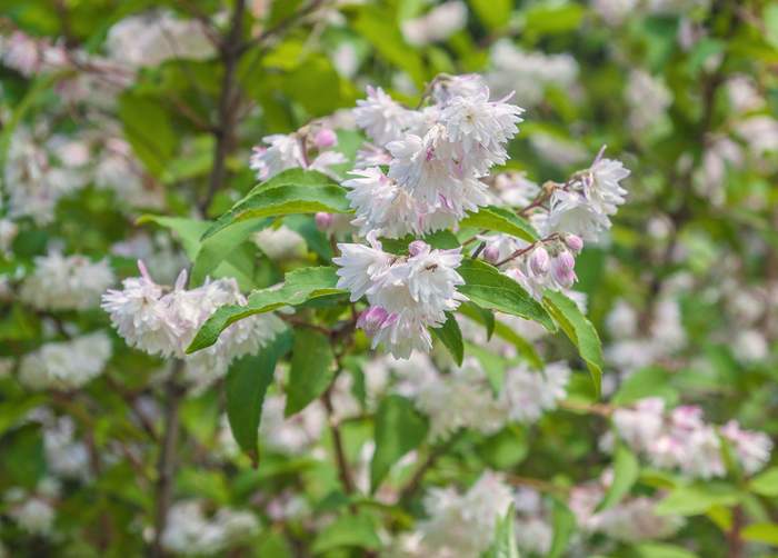 deutzia