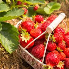 fraisier