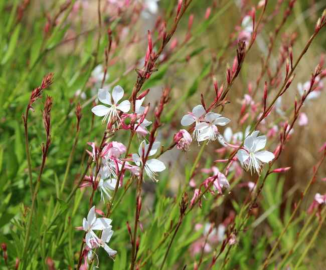 Gaura : plantation, taille et conseils d'entretien des fleurs