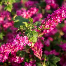 groseillier a fleurs