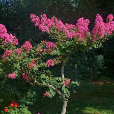 lagerstroemia indica