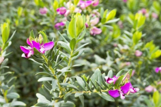 polygala