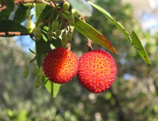 arbre aux fraises