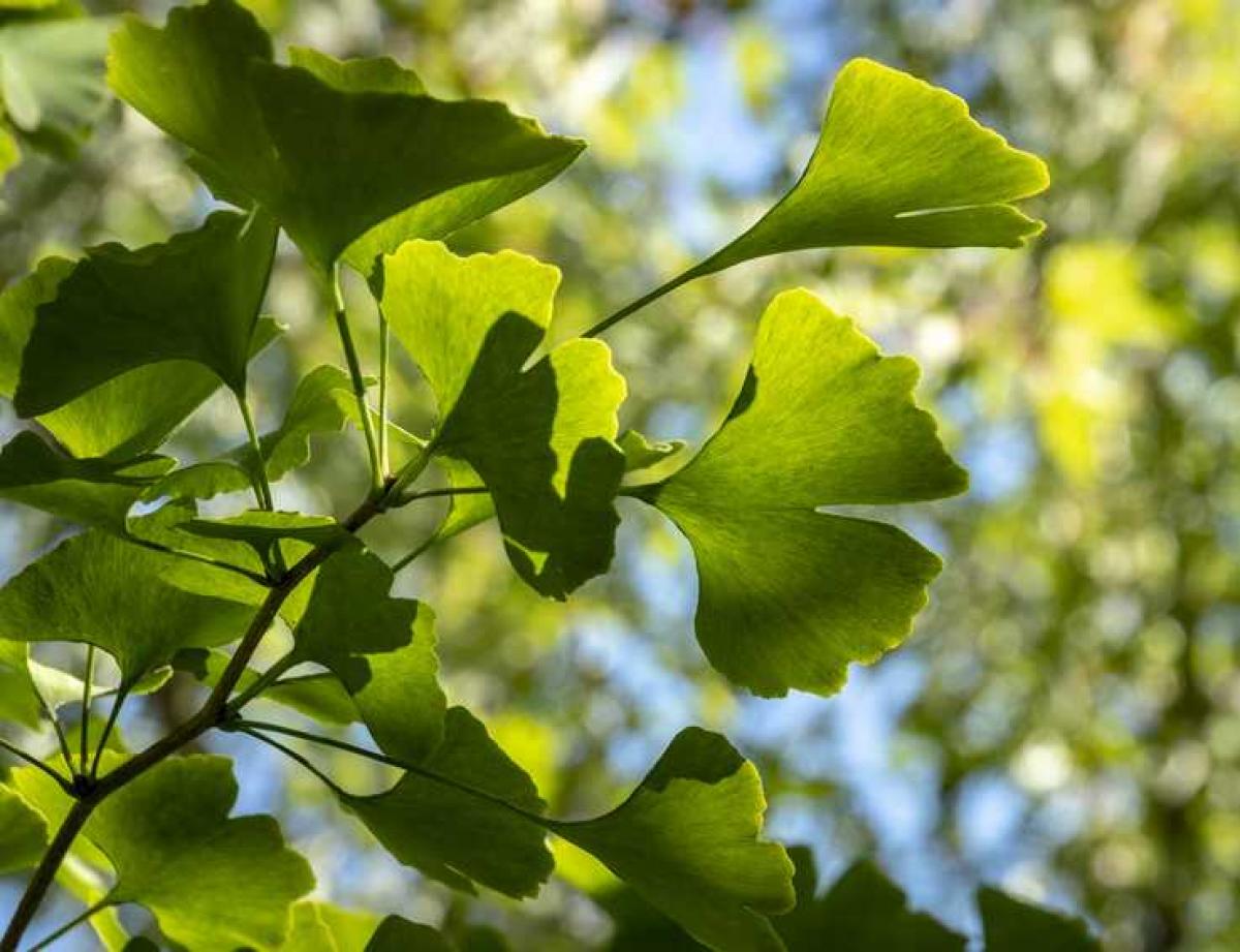 Ginkgo biloba : plantation de l'arbre, taille et entretien