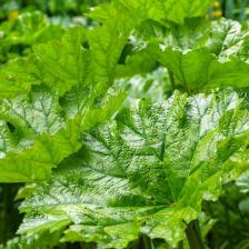 Gunnera
