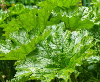 Gunnera plantation